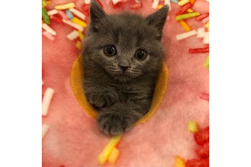 成約済の大阪府のスコティッシュフォールド-3842の3枚目