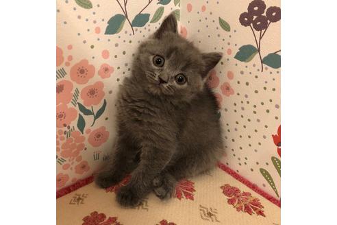 成約済の大阪府のスコティッシュフォールド-3842の2枚目