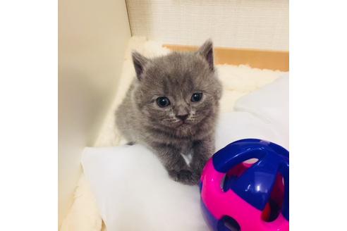 成約済の大阪府のスコティッシュフォールド-3842の1枚目