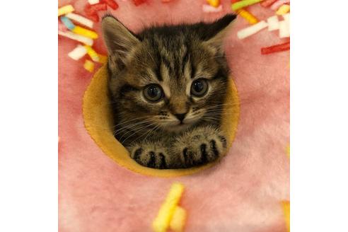 成約済の大阪府のスコティッシュフォールド-3843の3枚目