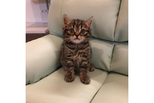 成約済の大阪府のスコティッシュフォールド-3843の2枚目