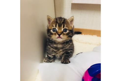 成約済の大阪府のスコティッシュフォールド-3843の1枚目