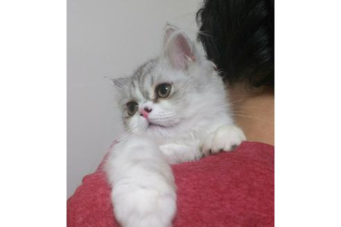 成約済の愛知県のエキゾチックロングヘア-3657の1枚目