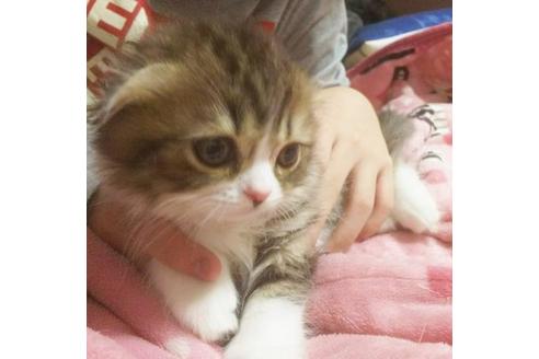 成約済の愛知県のスコティッシュフォールド-3855の5枚目