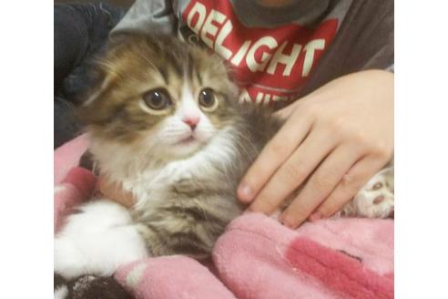 成約済の愛知県のスコティッシュフォールド-3855の4枚目