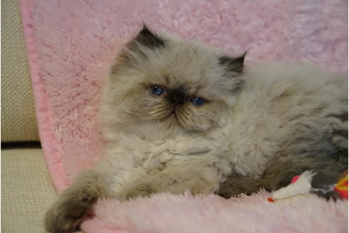成約済の兵庫県のエキゾチックロングヘア-3862の4枚目