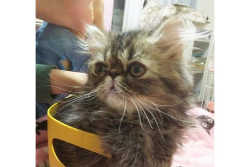 成約済の愛知県のエキゾチックショートヘア-3854の4枚目