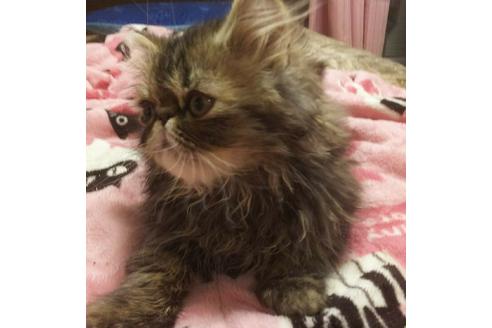 成約済の愛知県のエキゾチックショートヘア-3854の3枚目