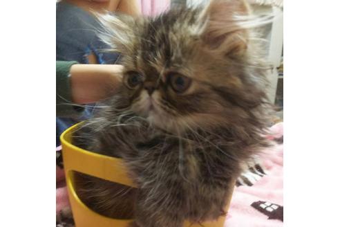 成約済の愛知県のエキゾチックショートヘア-3854の1枚目