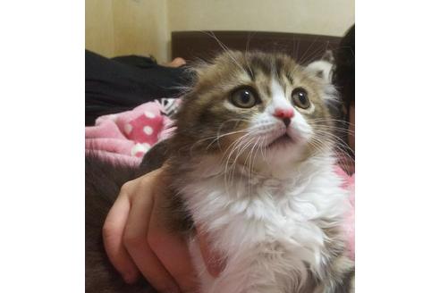 成約済の愛知県のスコティッシュフォールド-3855の3枚目