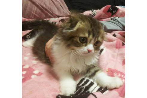 成約済の愛知県のスコティッシュフォールド-3855の2枚目