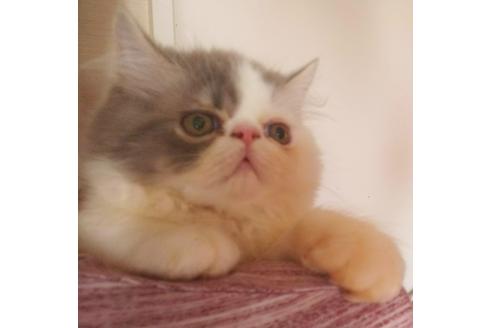 成約済の愛知県のエキゾチックショートヘア-3853の5枚目