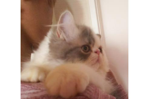 成約済の愛知県のエキゾチックショートヘア-3853の4枚目