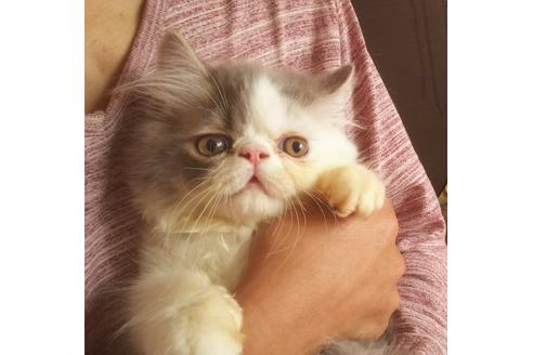 成約済の愛知県のエキゾチックショートヘア-3853の2枚目