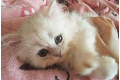 成約済の愛知県のペルシャ(チンチラ)-3871の5枚目