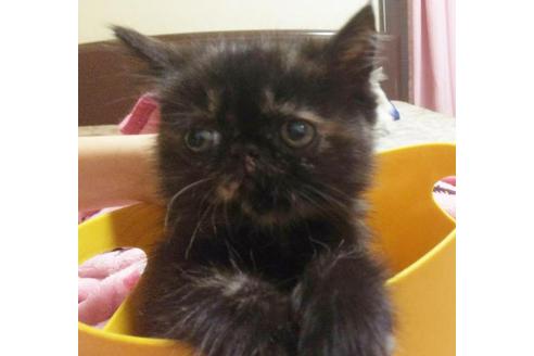 成約済の愛知県のエキゾチックショートヘア-3872の5枚目