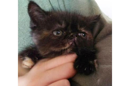 成約済の愛知県のエキゾチックショートヘア-3872の4枚目