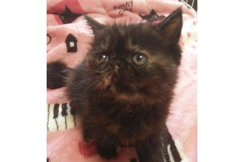 成約済の愛知県のエキゾチックショートヘア-3872の2枚目