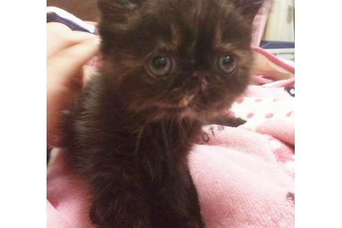 成約済の愛知県のエキゾチックショートヘア-3872の1枚目