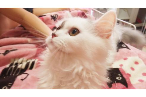 成約済の愛知県のペルシャ-3727の4枚目