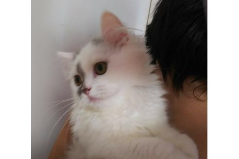 成約済の愛知県のペルシャ-3727の3枚目