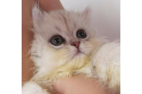 成約済の愛知県のペルシャ(チンチラ)-3871の4枚目