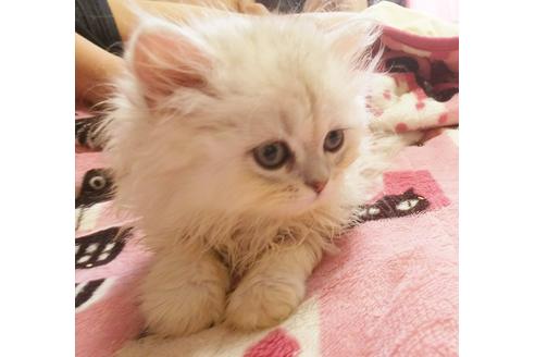 成約済の愛知県のペルシャ(チンチラ)-3871の3枚目