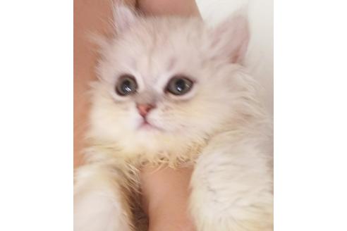 成約済の愛知県のペルシャ(チンチラ)-3871の2枚目