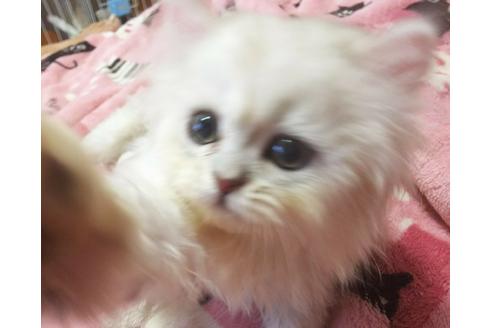 成約済の愛知県のペルシャ(チンチラ)-3871の1枚目