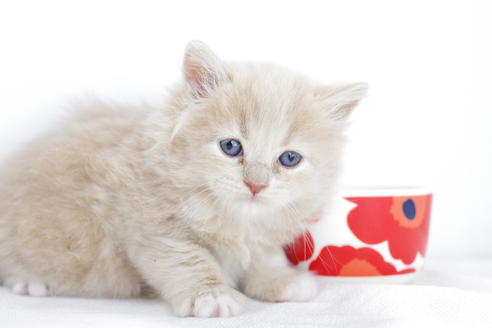 成約済の愛知県のマンチカン-3833の2枚目