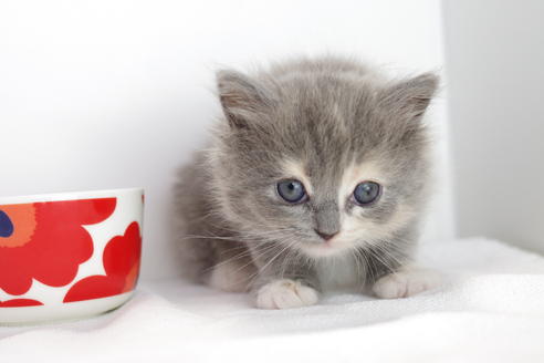 成約済の愛知県のマンチカン-3830の2枚目