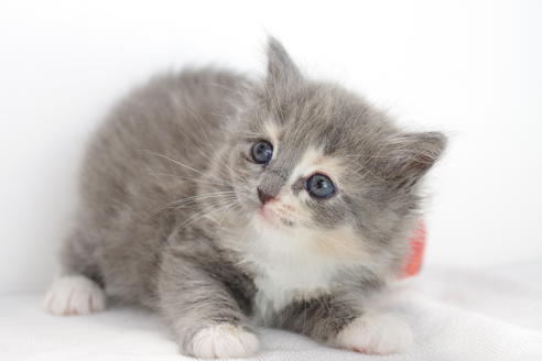 成約済の愛知県のマンチカン-3830の1枚目