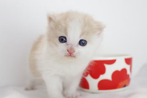 成約済の愛知県のマンチカン-3889の5枚目