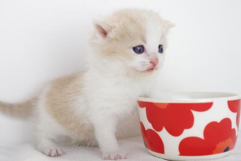 成約済の愛知県のマンチカン-3889の2枚目