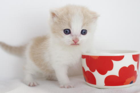 成約済の愛知県のマンチカン-3889の1枚目