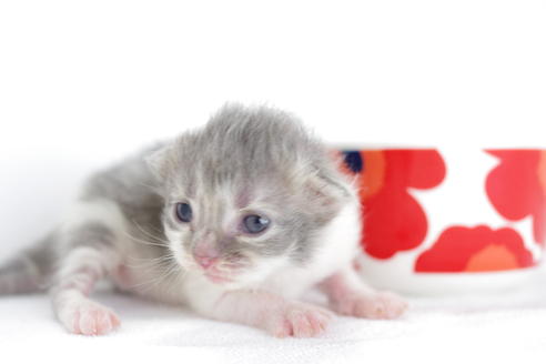 成約済の愛知県のミヌエット-3890の5枚目