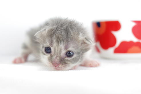 成約済の愛知県のミヌエット-3890の4枚目