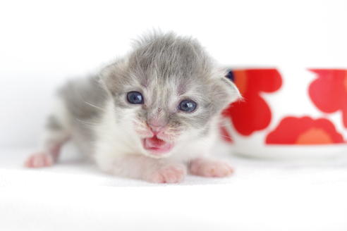 成約済の愛知県のミヌエット-3890の3枚目