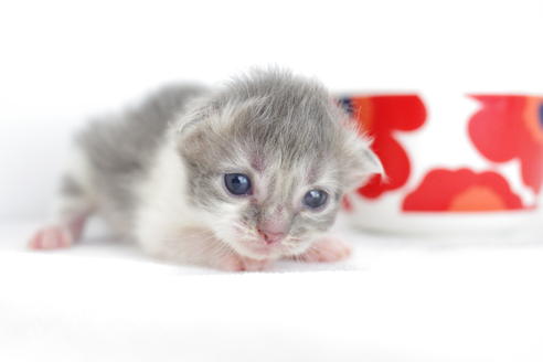 成約済の愛知県のミヌエット-3890の2枚目