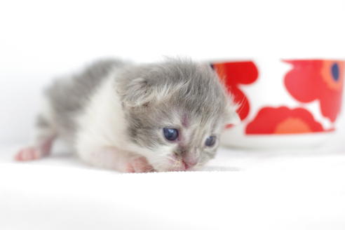 成約済の愛知県のミヌエット-3890の1枚目