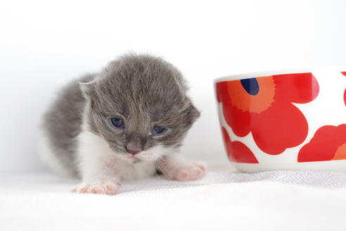 成約済の愛知県のミヌエット-3891の5枚目