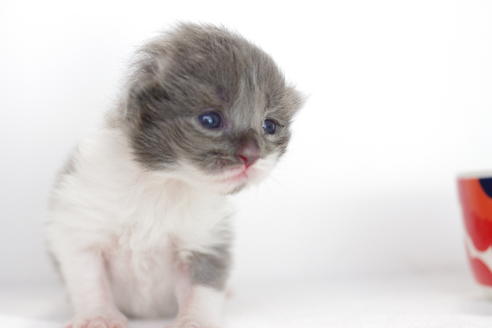 成約済の愛知県のミヌエット-3891の4枚目