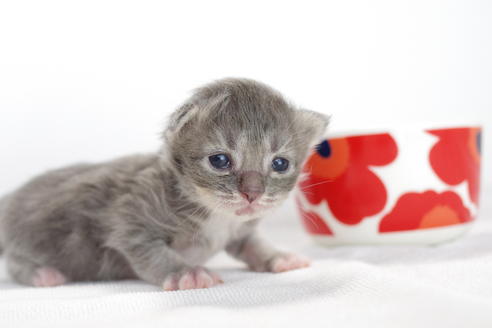 成約済の愛知県のミヌエット-3895の5枚目