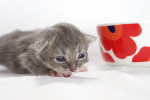 成約済の愛知県のミヌエット-3895の4枚目