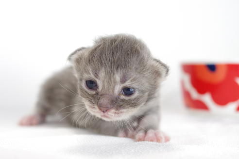 成約済の愛知県のミヌエット-3895の3枚目