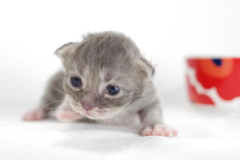 成約済の愛知県のミヌエット-3895の2枚目