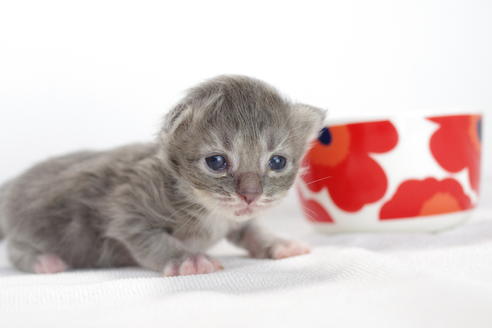 成約済の愛知県のミヌエット-3895の1枚目