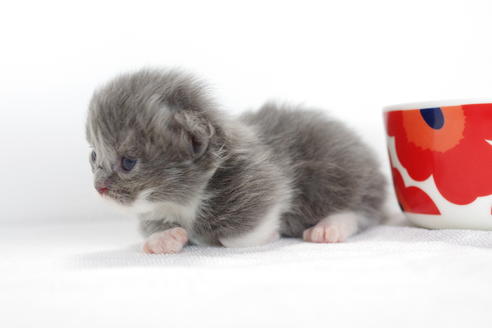 成約済の愛知県のミヌエット-3896の5枚目