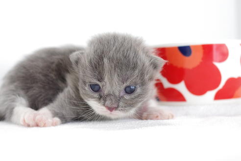 成約済の愛知県のミヌエット-3896の3枚目