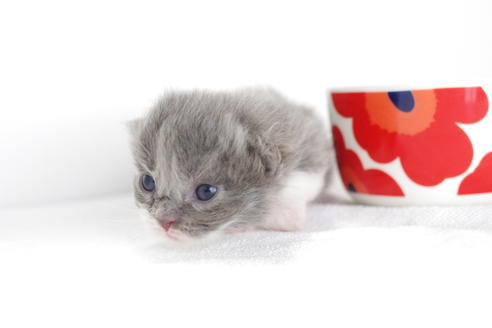 成約済の愛知県のミヌエット-3896の1枚目